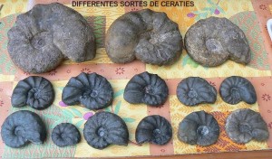 Photo ceratites 1.jpg