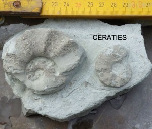 Photo ceratites 3.jpg